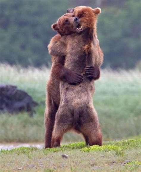 Bear Hug 3 – 1Funny.com