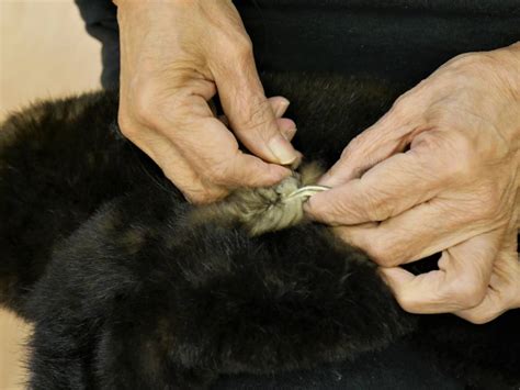Alaska Made: Sea otter pelts are highly prized, tightly regulated