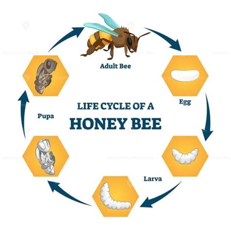 Life cycle of a honey bee vector illustration - VectorMine