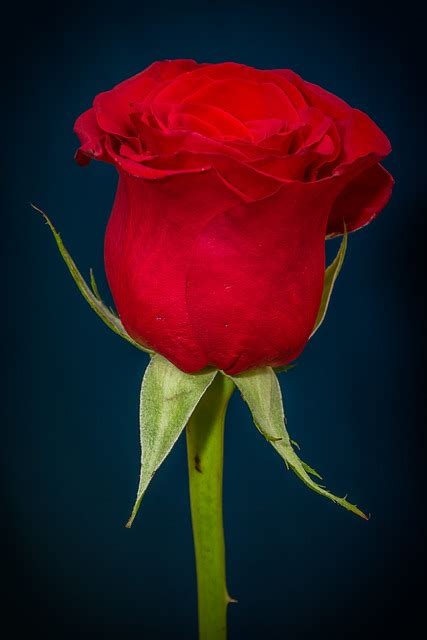 Rose Red · Free photo on Pixabay