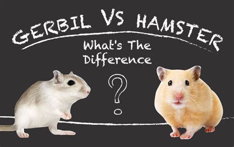 Gerbils Vs. Hamsters: What’s The Difference | Hamster, Gerbil vs ...