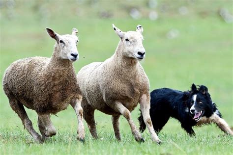 sheep dog herding, ireland, county kerry | Farm dogs breeds, Herding sheep, Herding dogs