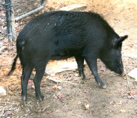 Ossabaw Island Pig: Origin, Characteristics, Uses