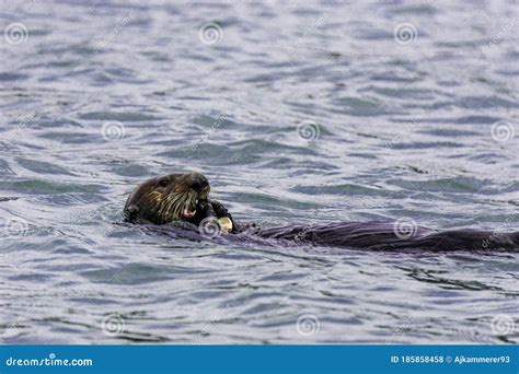 Adorable Pacific Sea Otter Swimming, Diving, Eating Clams and Mollusks ...