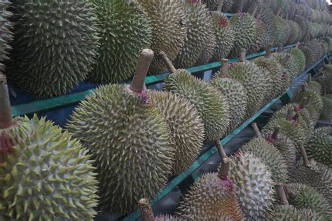 Promising Health Benefits Of The Nutritious Durian Fruit - Holy Globe