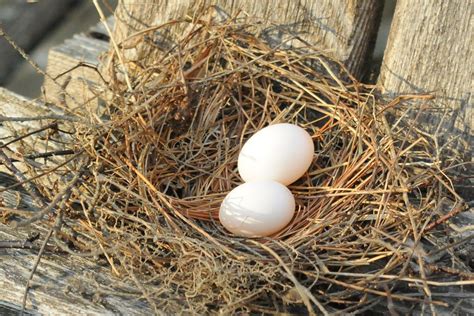 Two Mourning Dove Eggs in the Nest | Two Mourning Dove eggs … | Flickr