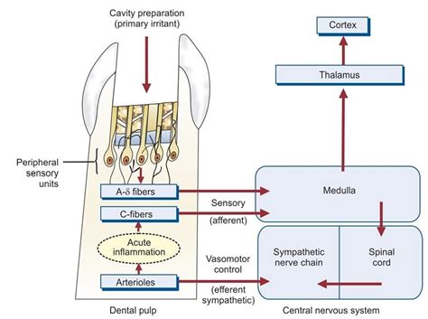 Dental_inform0 - Neurophysiology of pulpal pain