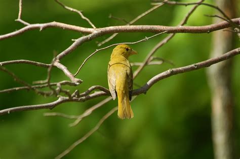 Summer Tanager - female - a photo on Flickriver