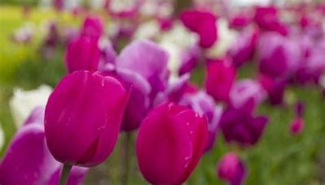 Tulips | Garden Guides