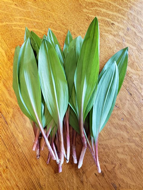 Wild Ramps – Fungified Farm