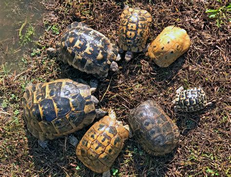 Recognizing the Greek Tortoises