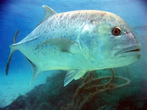 Giant Trevally l Amazing Bird-Eating Fish - Our Breathing Planet