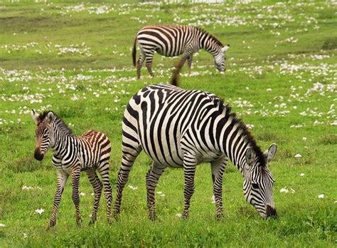 Baby Zebra Safari Serengeti · Free photo on Pixabay