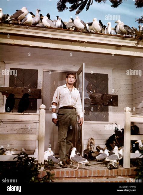 Rod Taylor / The Birds / 1963 directed by Alfred Hitchcock [Universal Pictures] Stock Photo - Alamy