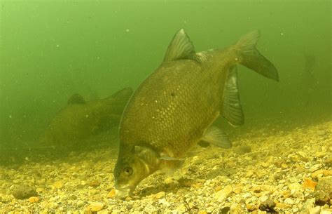 How to catch specimen bream – Dai Gribble | Angling Times