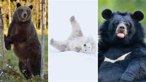 What species of bear live in Russia? (PHOTOS) - Russia Beyond