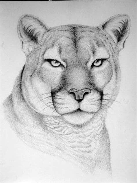 En Güzel Hayvan Çizim Örnekleri | Pixselle | Realistic animal drawings, Pencil drawings of ...