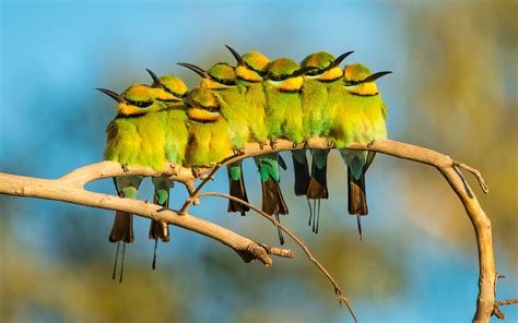 Birds of Australia Steal the Spotlight in Inaugural Photo Contest