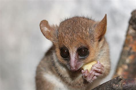 Grey Mouse Lemur