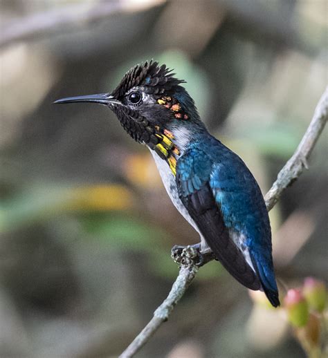 Bee Hummingbird | Bird Conservation | Bird Photographer