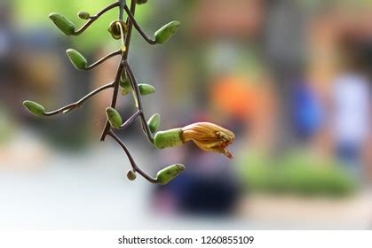 782 Sausage Tree Flower Images, Stock Photos & Vectors | Shutterstock