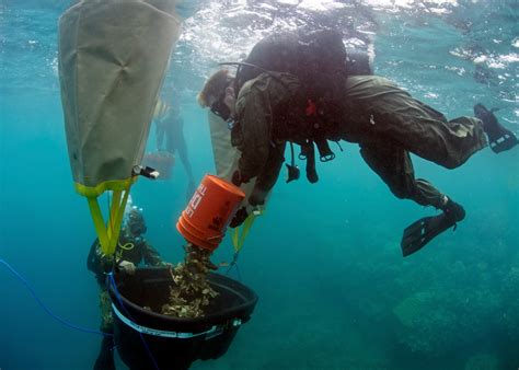 DVIDS - Images - EODMU 5 Coral Reef Restoration [Image 3 of 11]