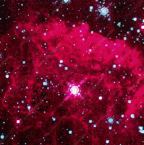 Pistol star - Stock Image - R620/0180 - Science Photo Library