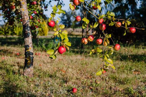 Apple orchard 3 - freestocks.org - Free stock photo