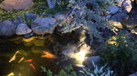 Pond Lighting [Video] in 2021 | Ponds backyard, Fish pond gardens, Garden pond design