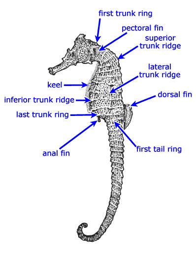 seahorse.org - Seahorse Anatomy