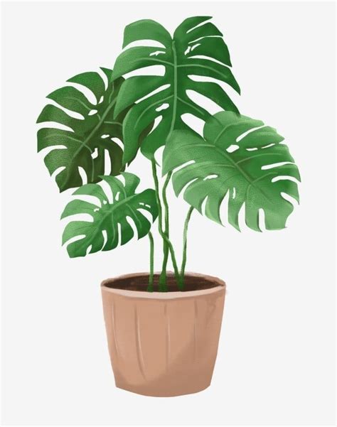 Plantain Leaves White Transparent, Brown Flower Pot Green Leaves ...