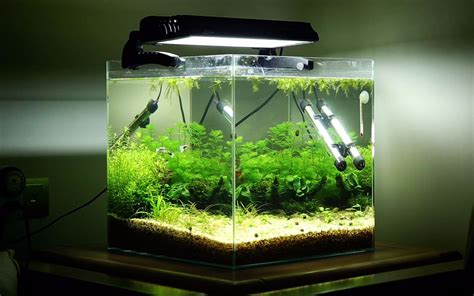 How to Set Up a Fish Tank with 5 Steps - hygger