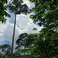 Sepilok Rainforest Discovery Centre - Botanical Garden in Sandakan