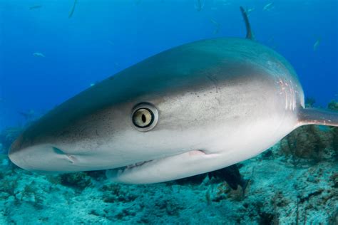 Photographing the Eye of the Tiger (Shark) | PetaPixel