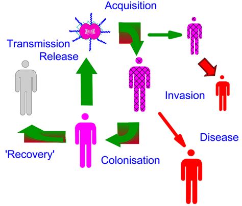 Transmission of meningococci in the population | Download Scientific ...