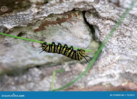 Caterpillar of a Monarch Butterfly Stock Photo - Image of biodiversity ...