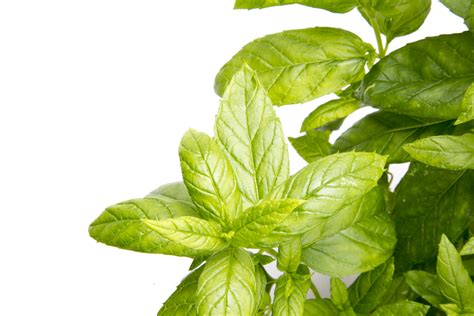 Peppermint Plant Free Stock Photo - Public Domain Pictures