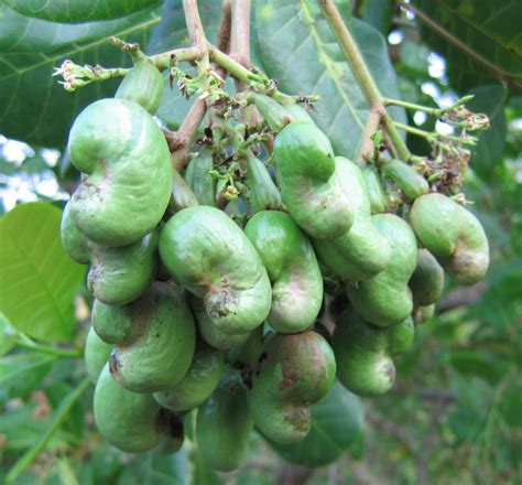 File:Young cashew nuts.jpg - Wikipedia, the free encyclopedia