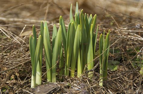 spring sprouts | I looked for signs of spring on today's wal… | Flickr