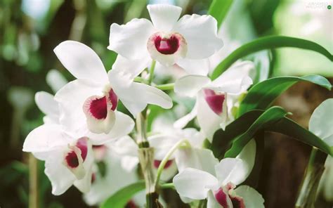 White, orchids - Flowers wallpapers: 1920x1200