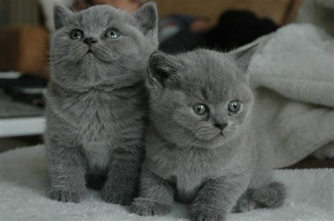 Canada's Very Best Grey Cat Names | The Dog People by Rover.com