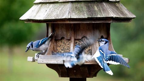 Best Feeders To Attract Blue Jays - SongbirdHub