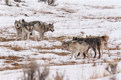 Wolf packs facing off during breeding season | Yellowstone | Wyoming | Photos by Jess Lee