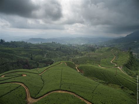 Edinburgh | History of Ceylon Tea