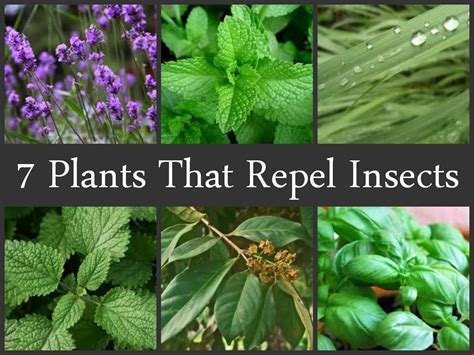 7 Plants That Repel Insects | Newquay Garden Centre