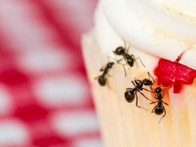 10 Tips To Keep Ants Out - Ant Removal Aftercare-