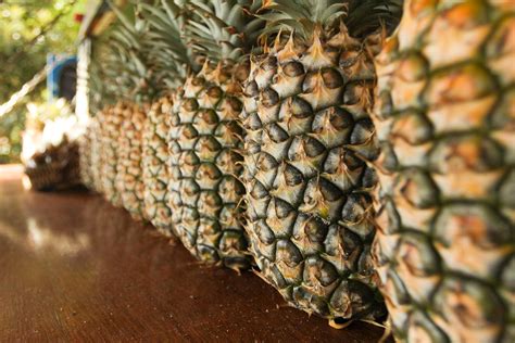 Pineapple History in Hawaii & Europe | Info & Varieties