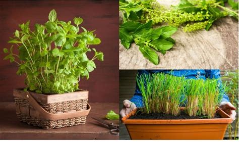 Indian Medicinal Plants: 5 Medicinal Herbs You Must Plant In Your ...