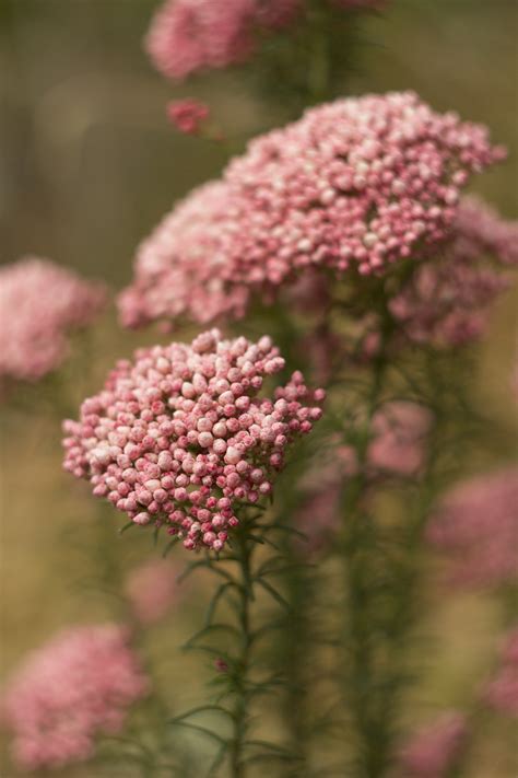 Rice Flower | Ozothamnus diosmifolia ‘Red Gingham’ - Native Plant Project