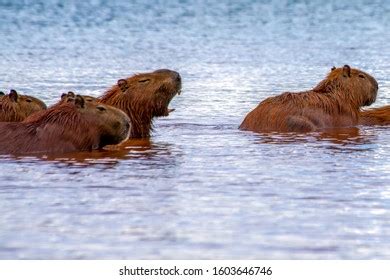 Capybara Showing Teeth Others Herd Lake Stock Photo (Edit Now) 1603646746